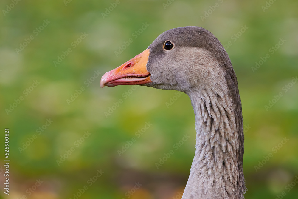 Greylag Goose head close-up (Anser anser) Greylag Goose head close-up (Anser anser)