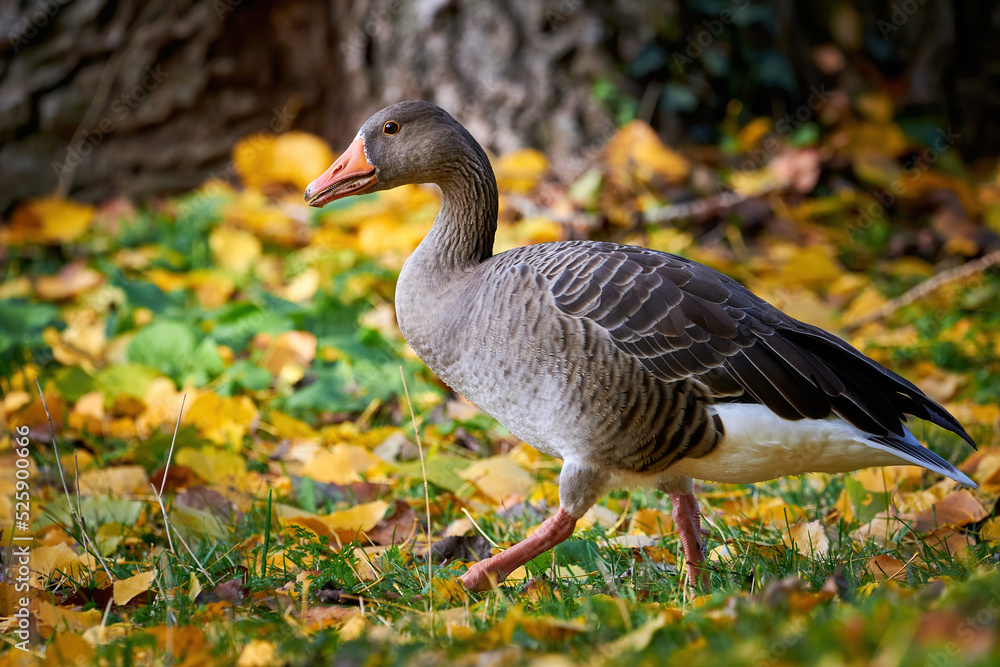 Greylag Goose on field in autumn with fall leaves on the grass (Anser anser) Greylag Goose on field in autumn with fall leaves on the grass (Anser anser)