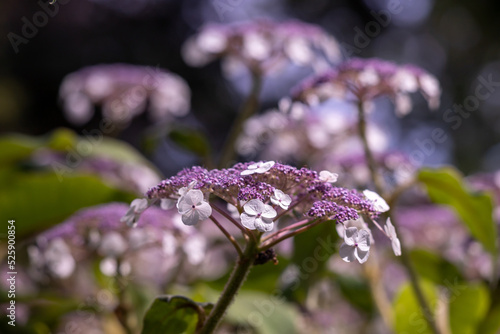 Closeup of flowerhead of Hydrangea strigosa in a garden in summer.