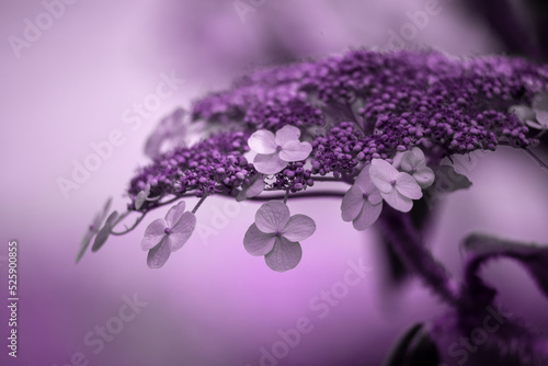 Closeup of flowerhead of Hydrangea strigosa in a garden in summer.