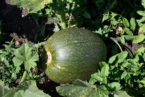 The fruit of a green pumpkin to the bushes in the summer garden. Pumpkin in green leaves in the rays of the sun. Beautiful pumpkin in summer.