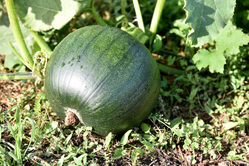 The fruit of a green pumpkin to the bushes in the summer garden. Pumpkin in green leaves in the rays of the sun. Beautiful pumpkin in summer.