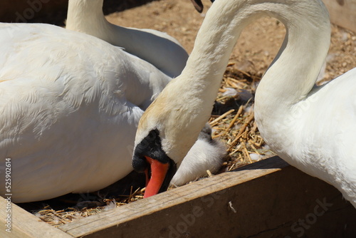 A male mute swan arranges the straw in a nest at Abbotsbury Swannery in Dorset, England photo