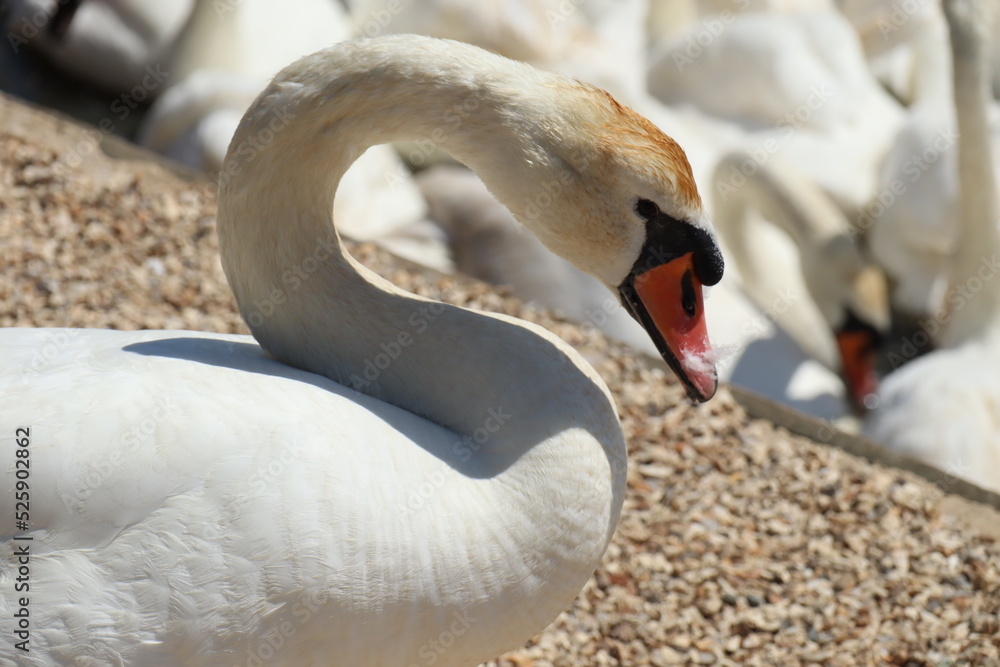 Obraz premium Close up of a mute swan at Abbotsbury Swannery in Dorset, England