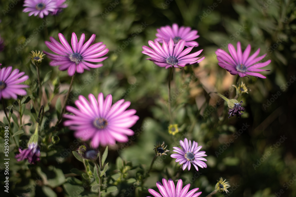Obraz premium Flores rosas en campo verde