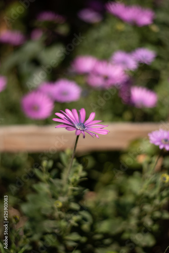 Flores rosas en campo verde