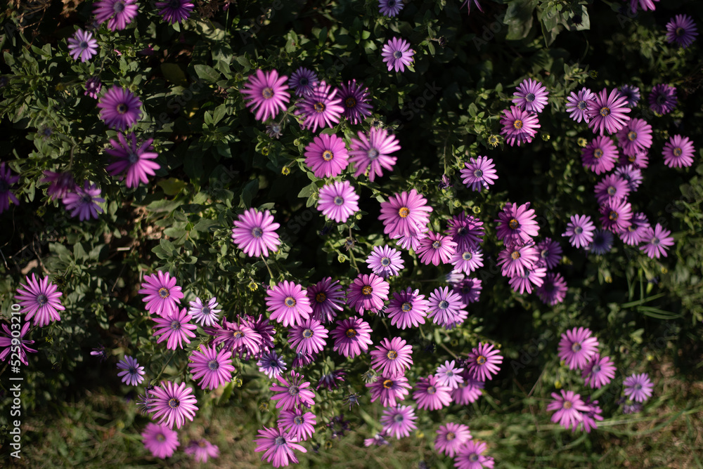 Fototapeta premium Flores rosas en campo verde