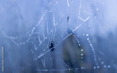 Print op canvas Pattern of morning dew on spider web in blue light