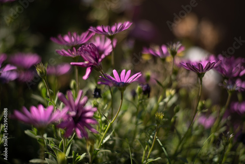 Flores rosas en campo verde