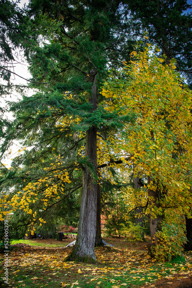 Fototapeta premium A tall large tree half green and half changing to fall colors