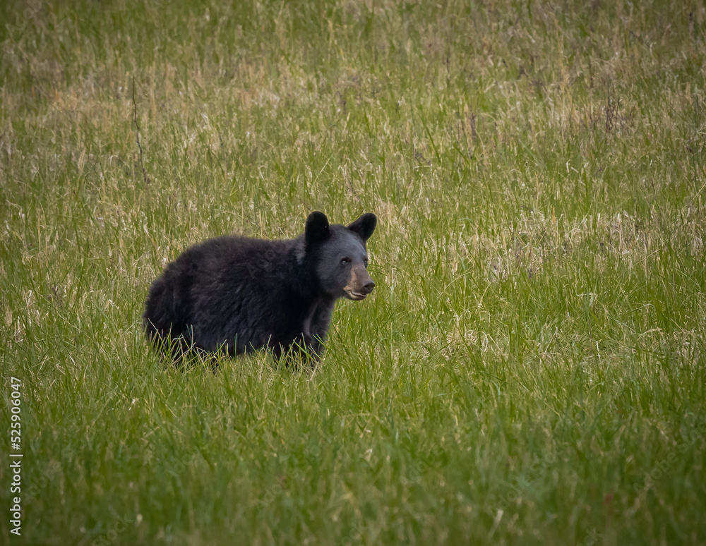 Small bear looks toward camera right for danger Small bear looks toward camera right for danger