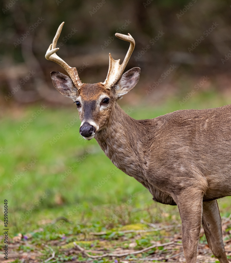 Young make deer looks up making contact with camera Young make deer looks up making contact with camera