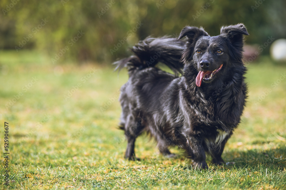 Fototapeta premium Happy dog standing on the grass in a garden with tongue out.