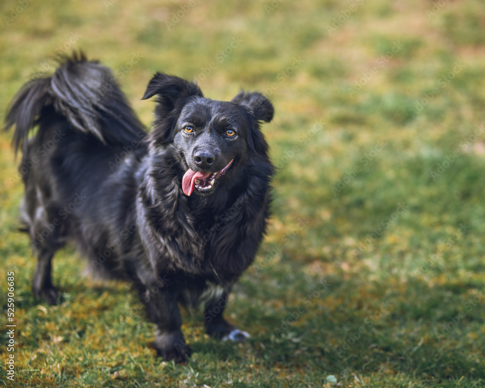 Happy dog standing on the grass in a garden with tongue out. Happy dog standing on the grass in a garden with tongue out.