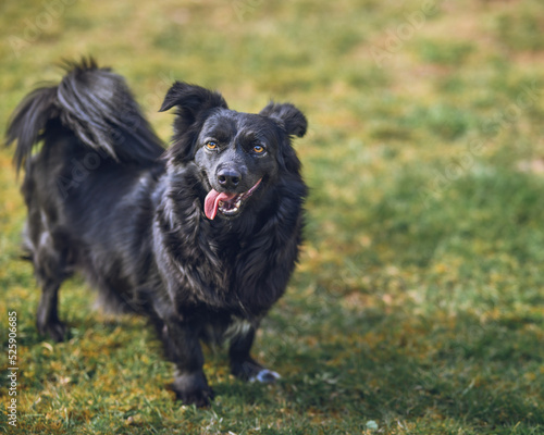 Happy dog standing on the grass in a garden with tongue out.