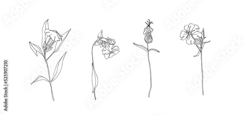 Hand drawn flower collection. Set of outline stem silene latifolia, campion flowers. Black isolated plants sketch vector on white background. Herb wildflower decorative print elements photo