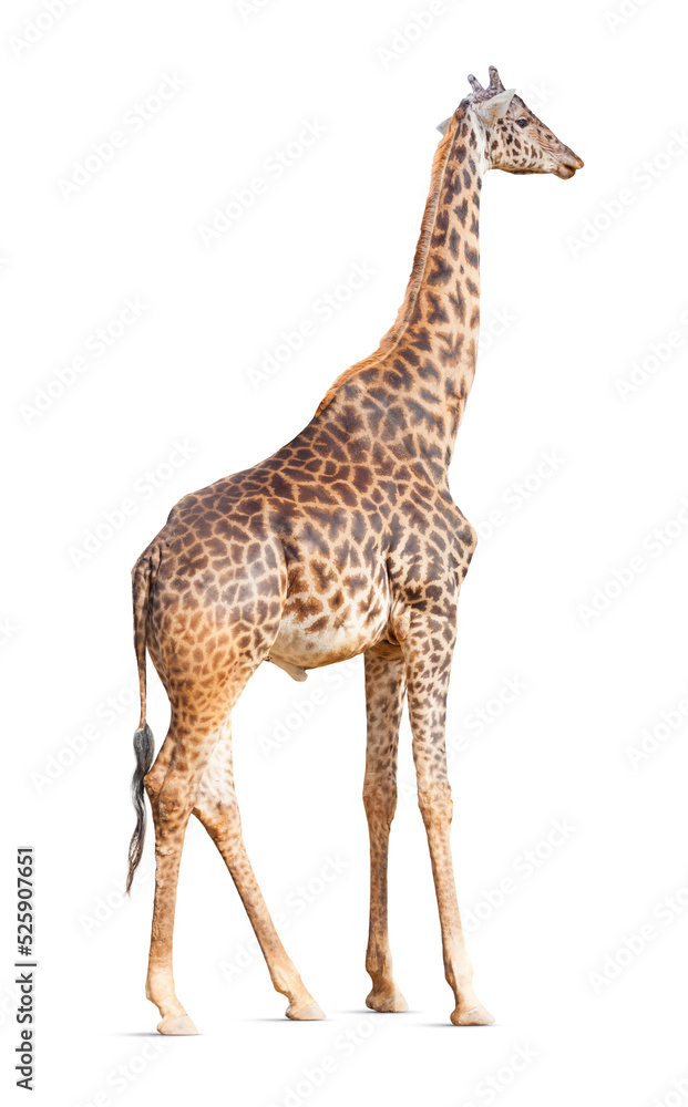 Obraz premium Transparent PNG of A Giraffe.