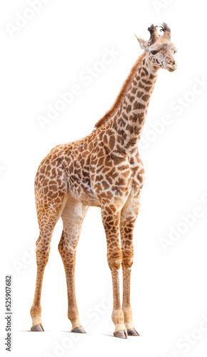 Canvas Print Transparent PNG of A Giraffe.