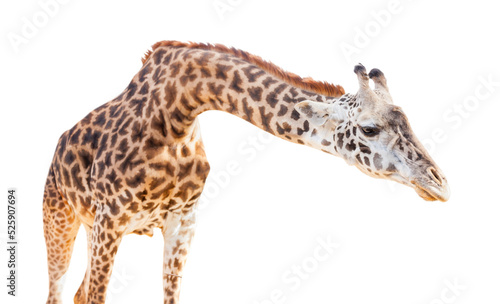 Transparent PNG of A Giraffe Head. © Andy Dean