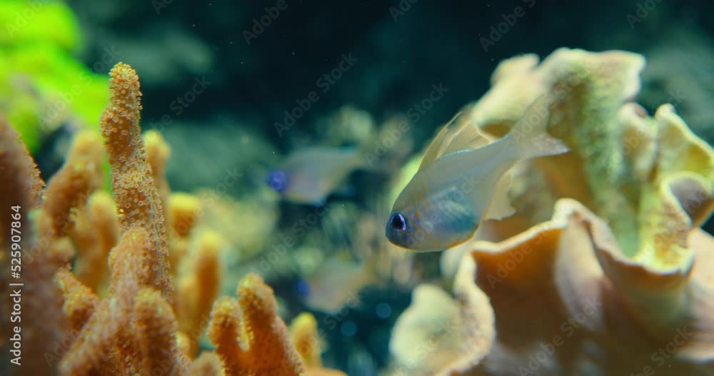 Fish, threadfin cardinalfish or bluestreak in Red Sea. Translucent fish with vertical iridescent blue lines on the head and front of body. Branching coral, in sheltered bays and lagoons. Fish, threadfin cardinalfish or bluestreak in Red Sea. Translucent fish with vertical iridescent blue lines on the head and front of body. Branching coral, in sheltered bays and lagoons.