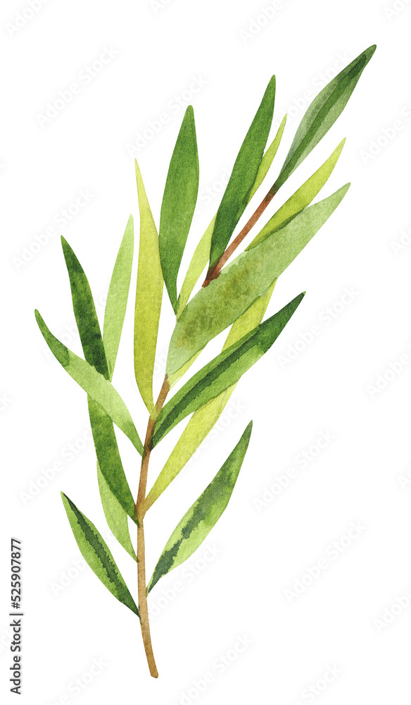 Fototapeta premium Watercolor hand painted rosemary branches. Watercolor hand drawn illustration isolated on white background, aromatherapy, essential oils