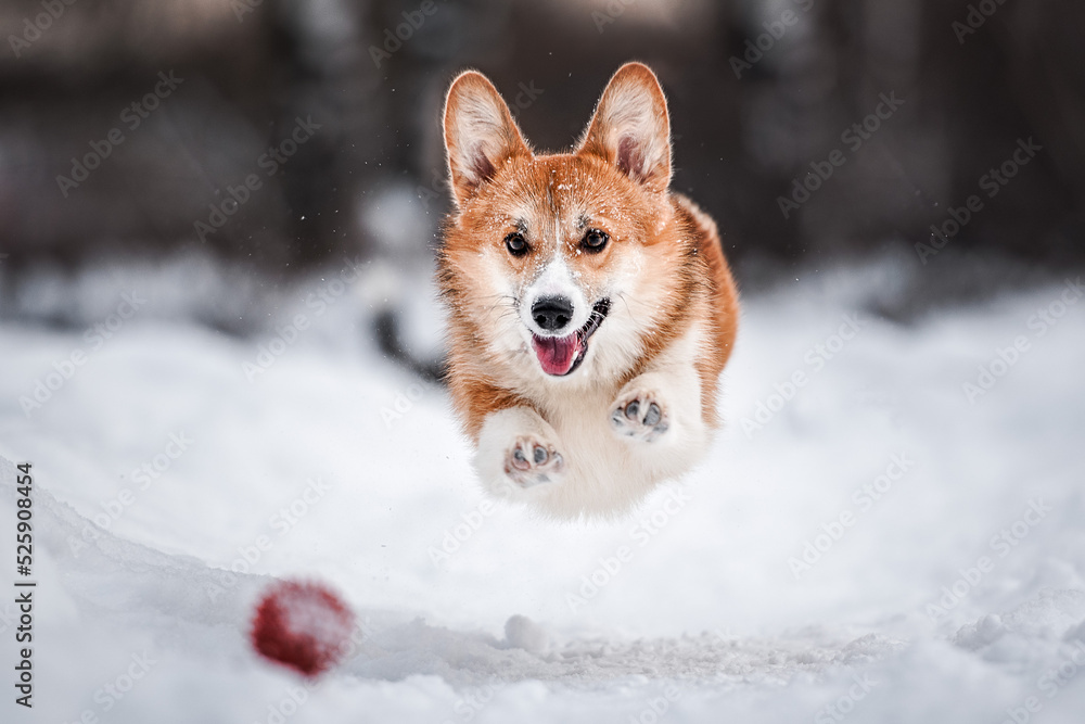cute welsh corgi pembroke dog running in snow