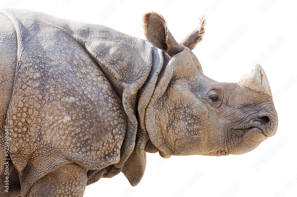 Fototapeta premium Transparent PNG Profile of A Rhinoceros.