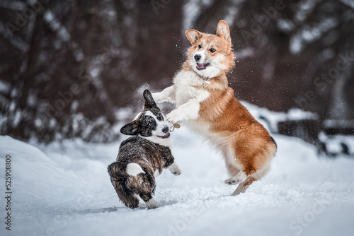 two corgis, brown and red, play in the snow