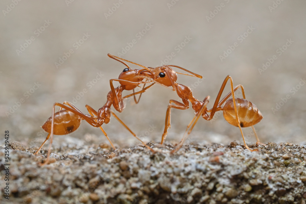 Two ants head to head