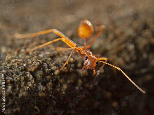 Single ant in the evening light © scubaluna