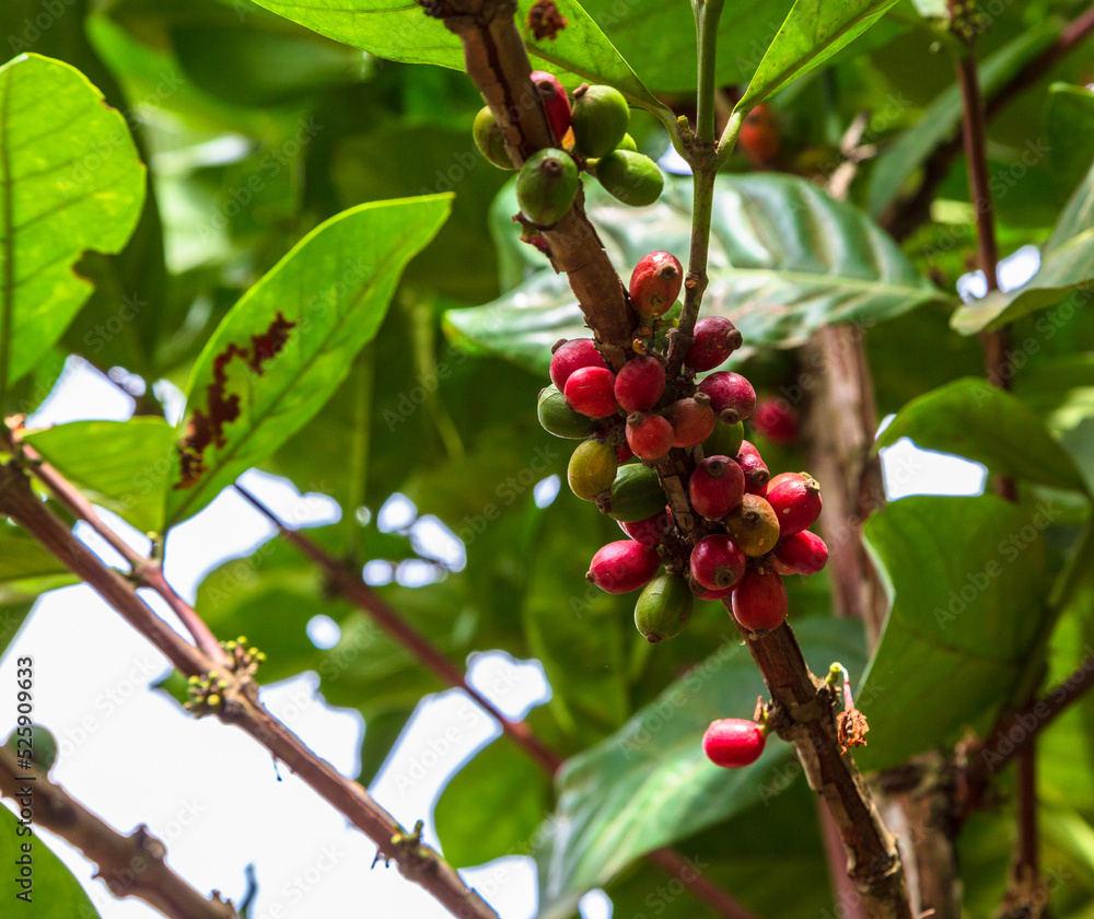 Red coffee berries growing on a branch among green leaves at the plantation. Zanzibar, Tanzania Red coffee berries growing on a branch among green leaves at the plantation. Zanzibar, Tanzania