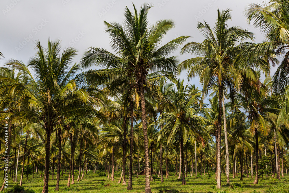 Plantation of coconut palm trees at daytime. Zanzibar, Tanzania