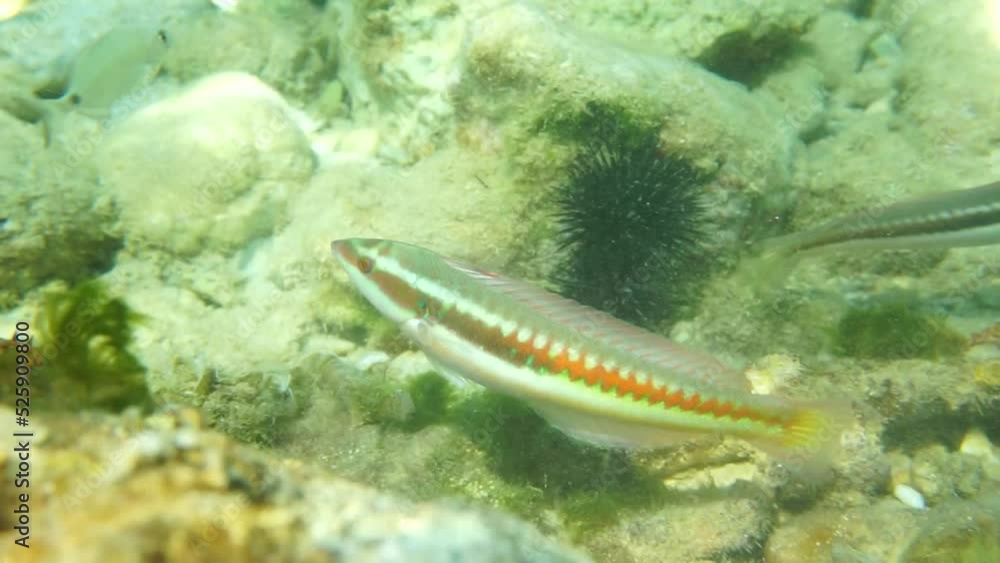 Underwater video of Mediterranean fishes Underwater video of Mediterranean fishes