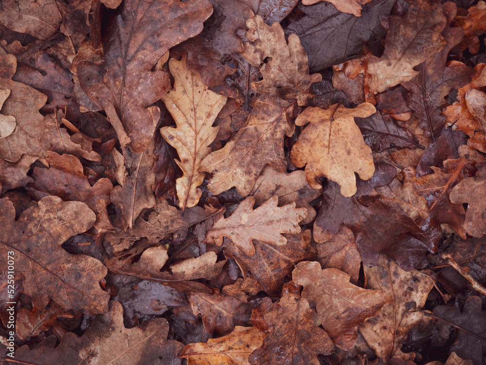fallen brown oak leaves natural autumn background
