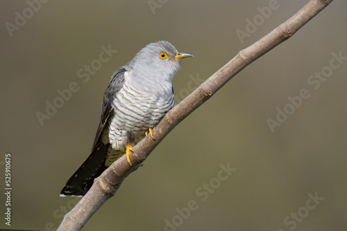 The common cuckoo 