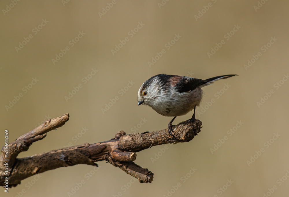Fototapeta premium Long tailed tit, Aegithalos caudatus, perched on a tree branch. Side view, looking left