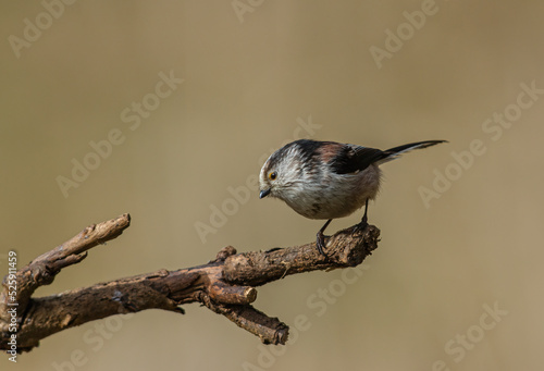 Long tailed tit, Aegithalos caudatus, perched on a tree branch. Side view, looking left