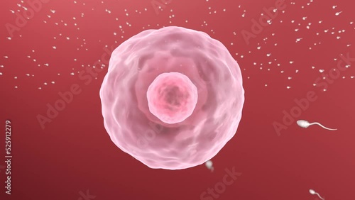 ovule and sperm insemination, can be used to represent artificial insemination, infertility or pregnancy (embryogenesis) photo