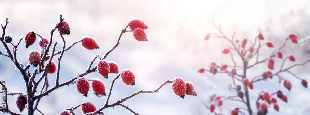 Rosehip berries covered with frost on a bush in winter in sunny weather Rosehip berries covered with frost on a bush in winter in sunny weather