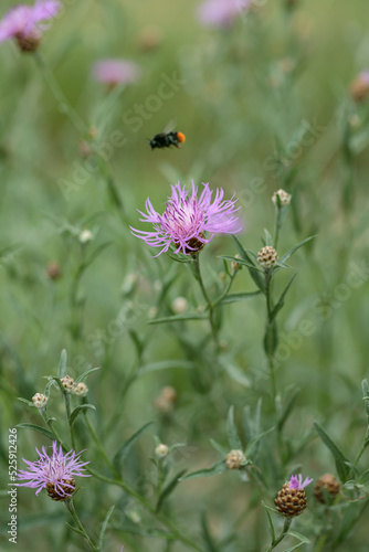 Fotografie Pink blossoms of brown knapweed (Centaurea jacea).