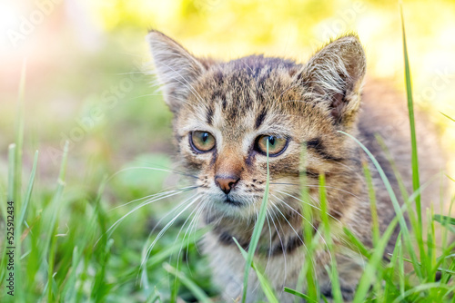 Fototapeta Naklejka Na Ścianę i Meble -  A small tabby kitten with an attentive look is sitting in the garden in the tall grass