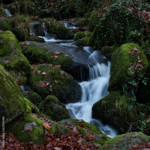 Small stream of water flowing around rocks with green moss on a fall day in the Black Forest of Germany.