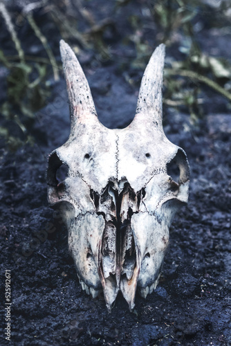 The skull of a goat on a dark ground  the remains of a goat