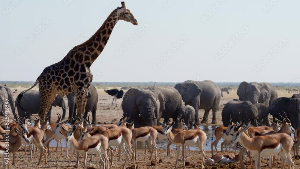 Wild animals congregate around a waterhole in Etosha National Park, Namibia, Africa.