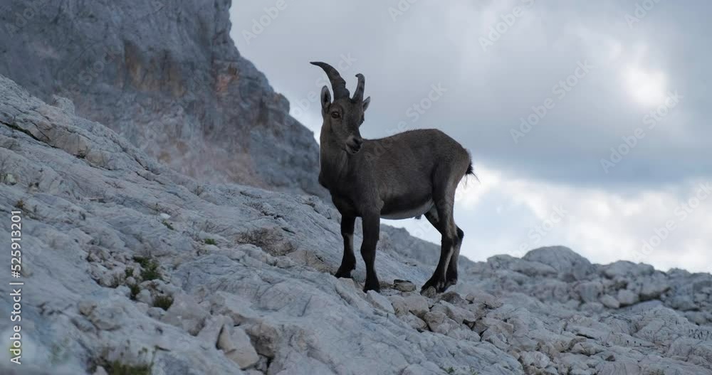 Startled wild animal, male alpine ibex (Capra ibex) in Triglav National park, Julian Alps, Slovenia. Startled wild animal, male alpine ibex (Capra ibex) in Triglav National park, Julian Alps, Slovenia.