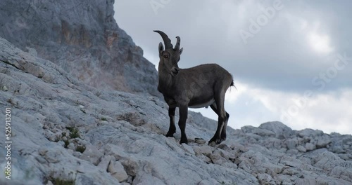 Startled wild animal, male alpine ibex (Capra ibex) in Triglav National park, Julian Alps, Slovenia.