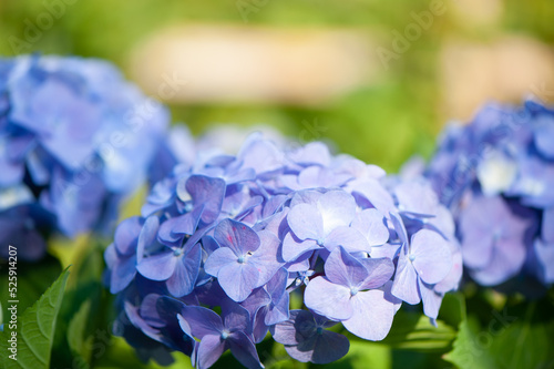 Blue hydrangea macro photo, High quality advertising stock photo. Blue flowers