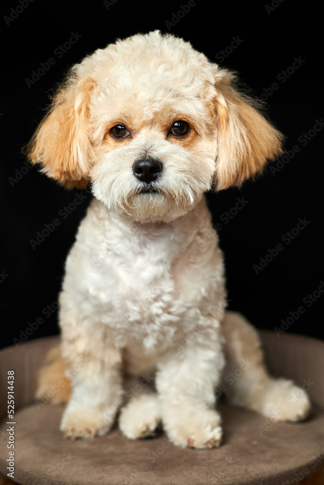 A portrait of beige Maltipoo puppy. Adorable Maltese and Poodle mix Puppy