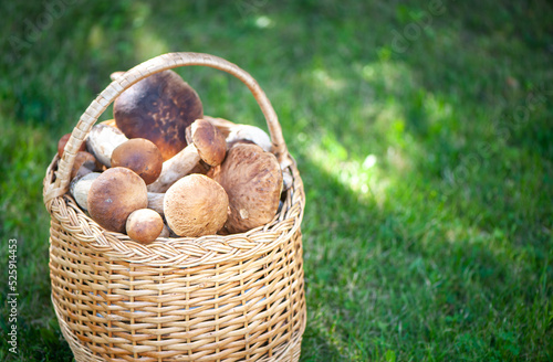 Basket with chic porcini mushrooms on a natural forest background, space for text