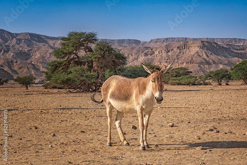 Donkey in Hay-Bar Yotvata Nature Reserve, Israel